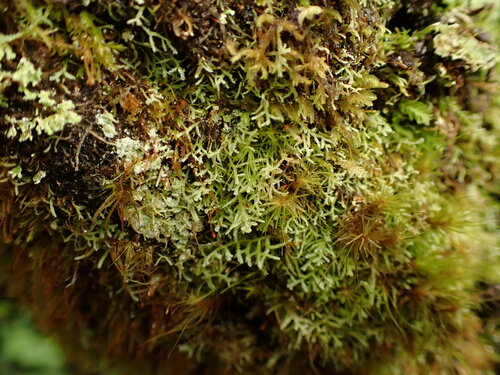 Lepidozia digitata