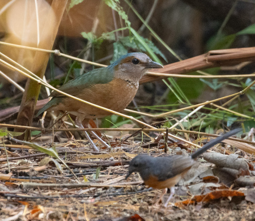 Blue-rumped Pitta (Hydrornis soror), photo 9