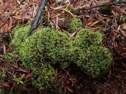 Riccardia pusilla