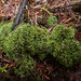 Riccardia pusilla - Photo (c) Marley Ford, some rights reserved (CC BY-NC-SA), uploaded by Marley Ford