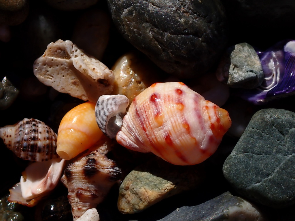 Mancinella alouina from Minnie Water NSW 2462, Australia on June 6