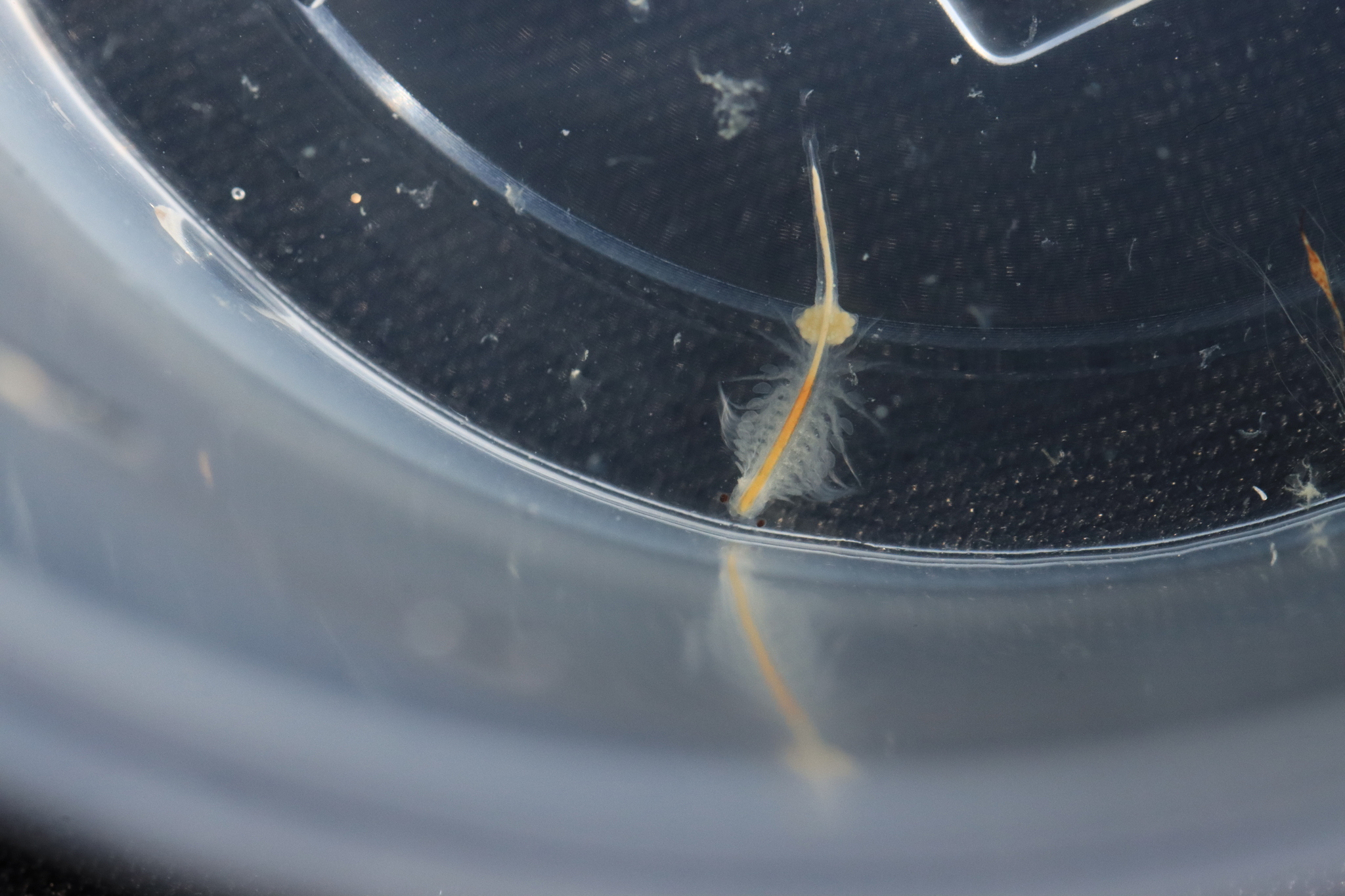 Artemia monica Verrill, 1869