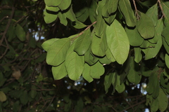 madhavan a.p, CC BY, iNaturalist via GBIF Diospyros ovalifolia, photograph madhavan a.p, CC BY, iNaturalist via GBIF