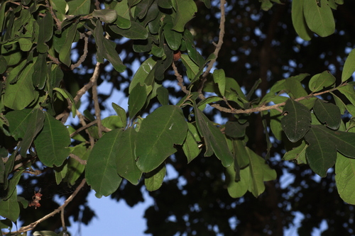 Diospyros ovalifolia, photograph 3