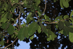 madhavan a.p, CC BY, iNaturalist via GBIF Diospyros ovalifolia, photograph madhavan a.p, CC BY, iNaturalist via GBIF
