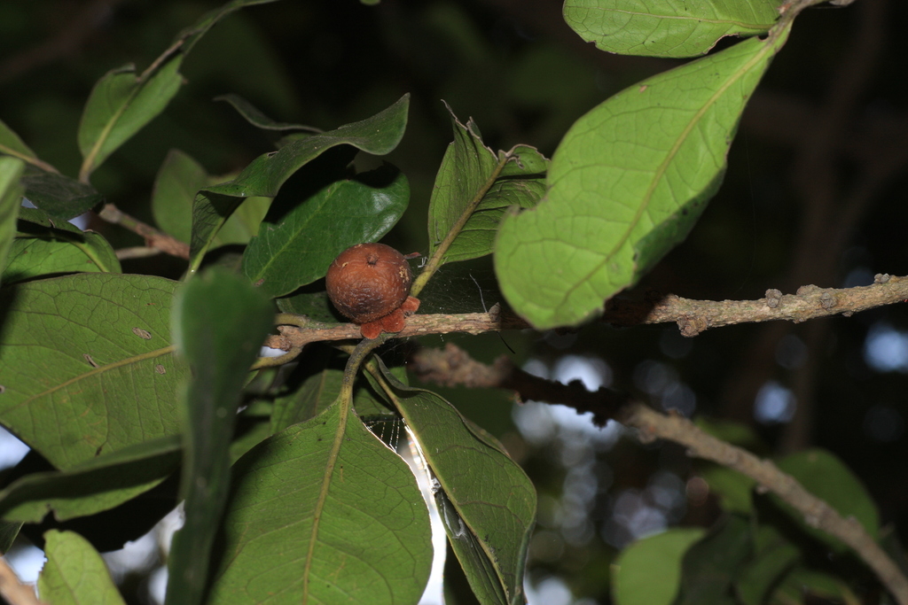 Diospyros ovalifolia; photograph madhavan a.p, CC BY, iNaturalist via GBIF