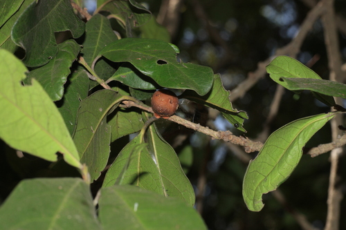 Diospyros ovalifolia, photograph 2