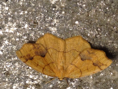 Nematocampa brehmeata