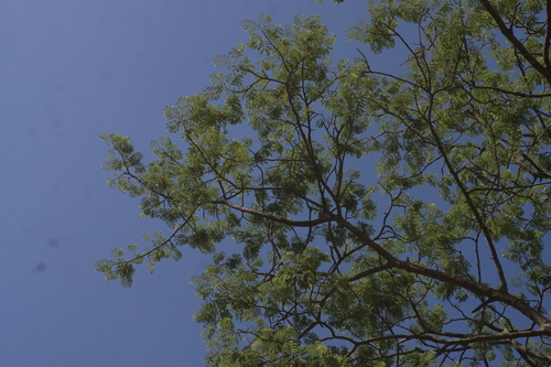 Albizia odoratissima, photograph 3