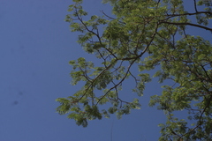 (c) madhavan a.p, some rights reserved (CC BY) Albizia odoratissima, photograph (c) madhavan a.p, some rights reserved (CC BY)