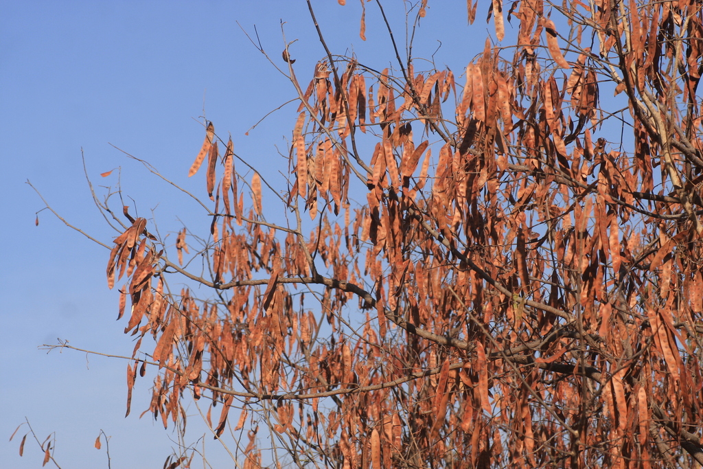 Albizia odoratissima; photograph (c) madhavan a.p, some rights reserved (CC BY)