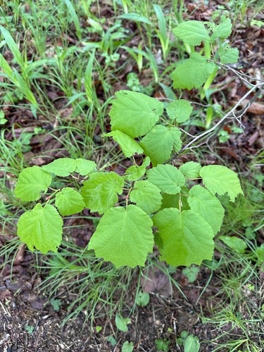 Image of Corylus sieboldiana by (c) Tatyana Petrenko, some rights reserved (CC BY)