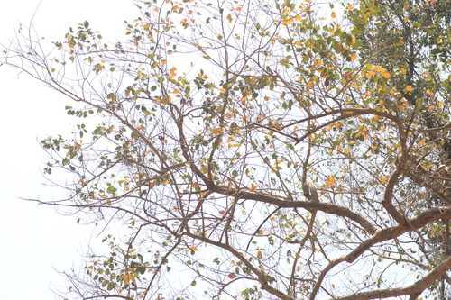 Antidesma ghaesembilla (Antidesma ghaesembilla)