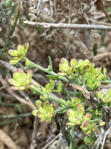 Lepidium fasciculatum iNat (2)