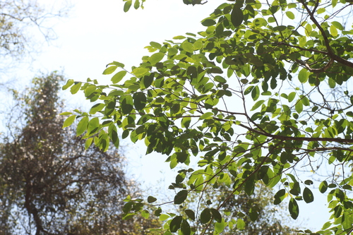 Margaritaria indica, photograph 3