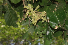 (c) madhavan a.p, some rights reserved (CC BY) Lepisanthes tetraphylla, photograph (c) madhavan a.p, some rights reserved (CC BY)