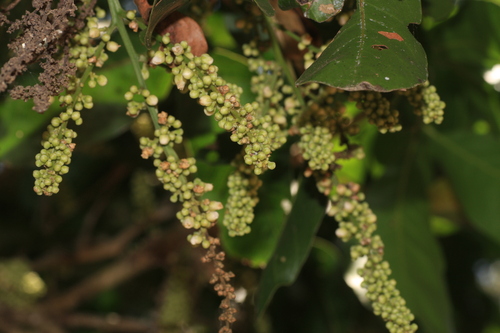 Lepisanthes tetraphylla, photograph 2