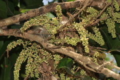 (c) madhavan a.p, some rights reserved (CC BY) Lepisanthes tetraphylla, photograph (c) madhavan a.p, some rights reserved (CC BY)
