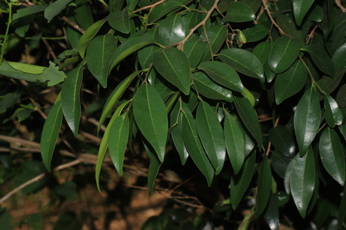Hard-fruit alphonsea (Alphonsea lutea)