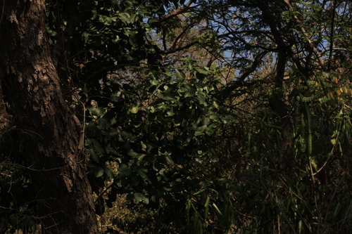 Pamburus missionis
