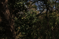 Pamburus missionis