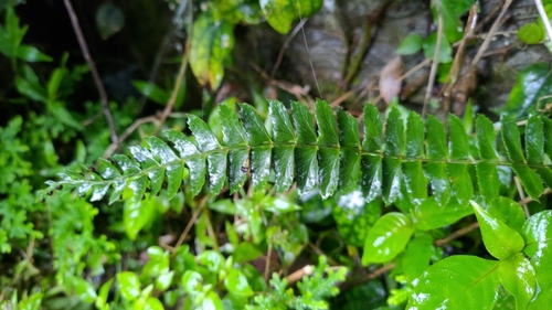 Polystichum hancockii iNat (3)