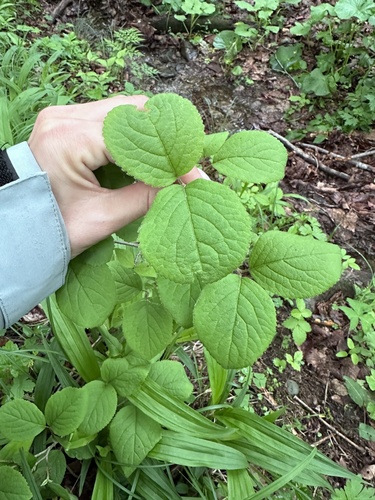 Viburnum burejaeticum (Viburnum burejaeticum)