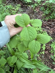 Viburnum burejaeticum