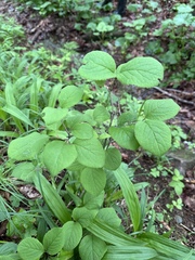Viburnum burejaeticum, photograph Tatyana Petrenko, CC BY, iNaturalist via GBIF