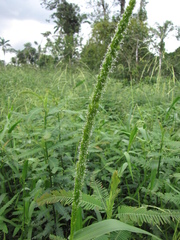 Hymenachne amplexicaulis