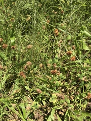Trifolium carolinianum