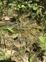 Trifolium carolinianum