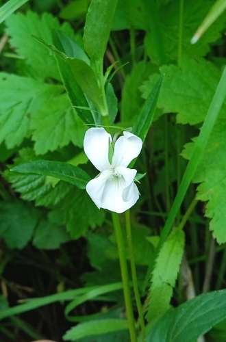 Image of Viola pumila by (c) Igor Karyakin, some rights reserved (CC BY)