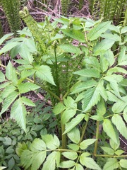 Angelica atropurpurea