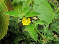 Ludwigia affinis