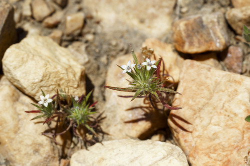 Baja navarretia (Navarretia peninsularis)