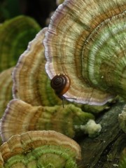 Zonitidae
