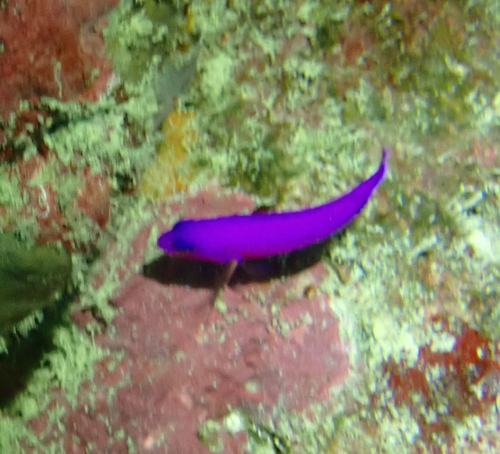 クレナイニセスズメ