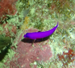 クレナイニセスズメ