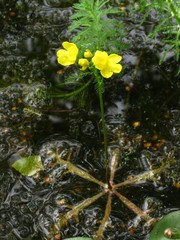 Utricularia inflata