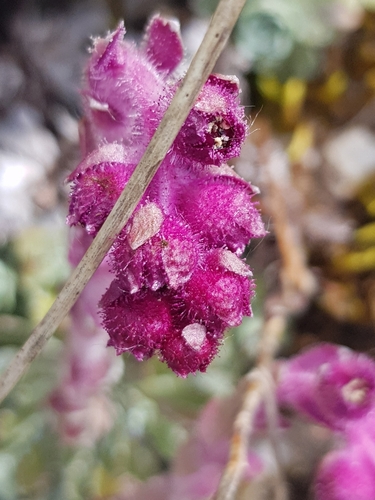 Saxifraga federici-augusti, photograph 2
