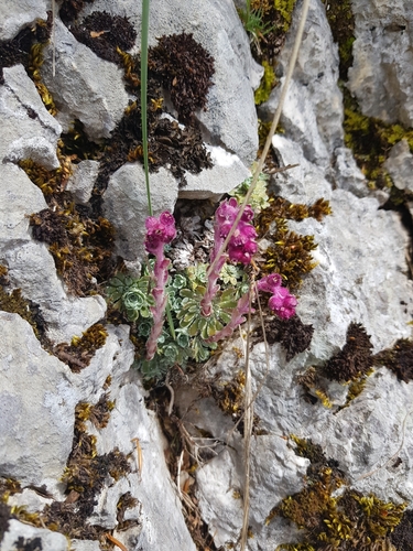 Saxifraga federici-augusti, photograph 3