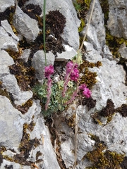 Saxifraga federici-augusti, photograph (c) Bastien Alegot, some rights reserved (CC BY)