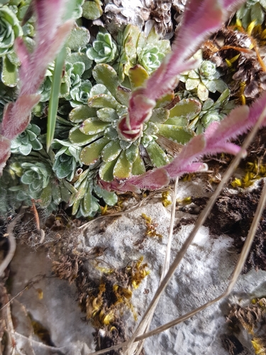 Saxifraga federici-augusti, photograph 4