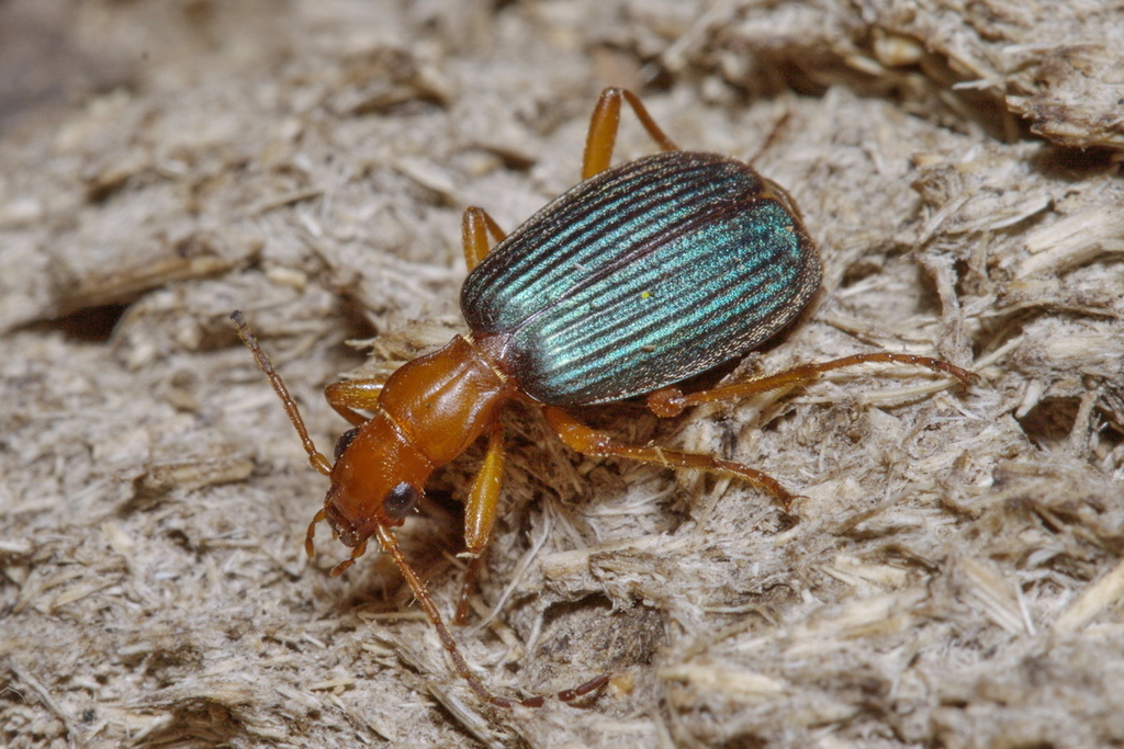 Brachinus costatulus