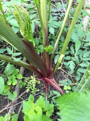 Angelica atropurpurea