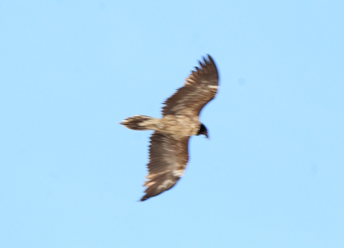 Quebrantahuesos (Gypaetus barbatus)