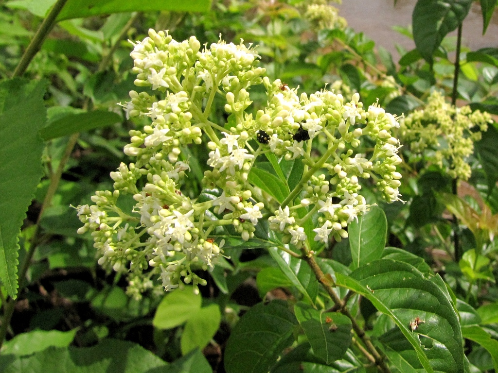Machaonia acuminata