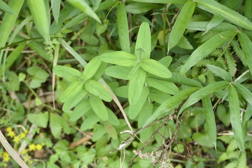 Hypericum erectum, photograph 2