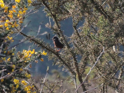 Dartford Warbler, Surrey, UK, photo 10 of 10